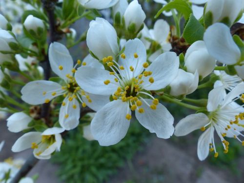 cherry blossom close sour cherry