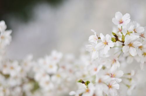 cherry blossom flowers beauty