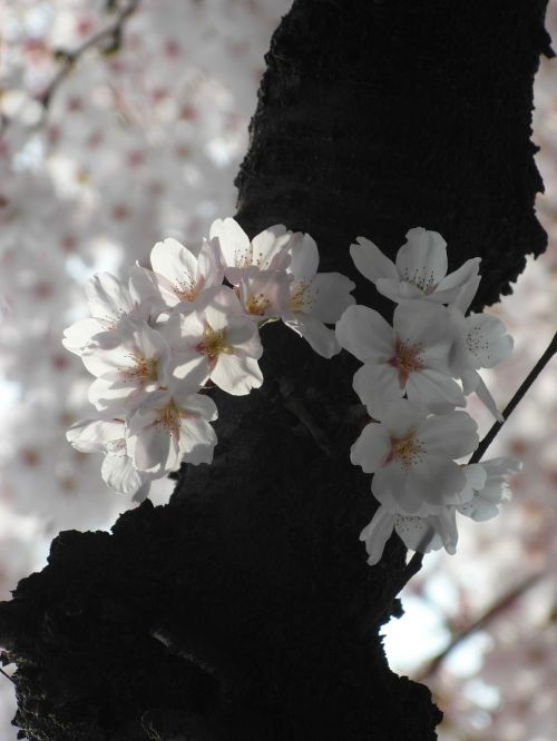 cherry blossom flowers eggplant