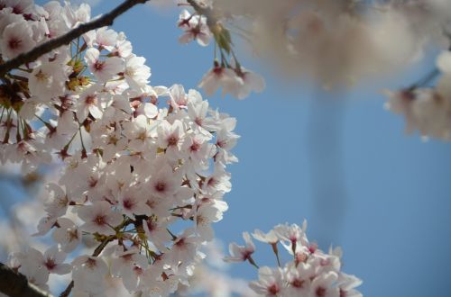 cherry blossom flowers japan