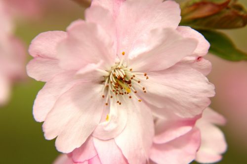 cherry blossom flowers blossom