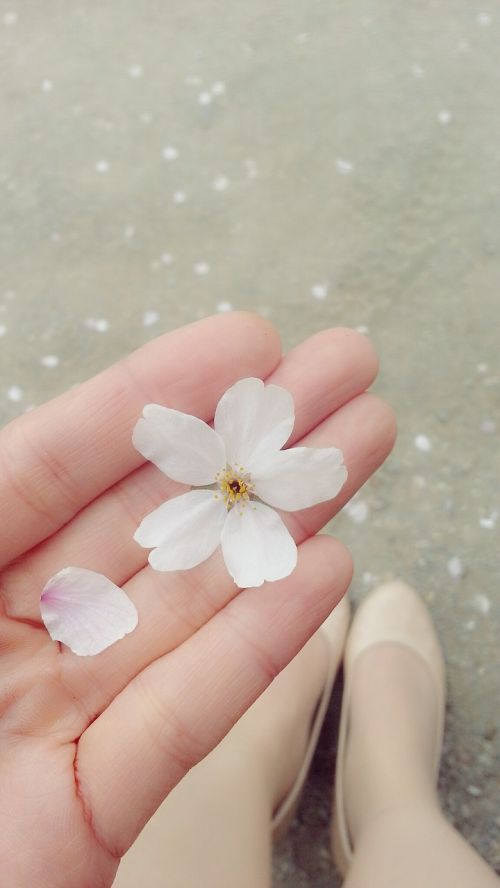 cherry blossom petal shoe