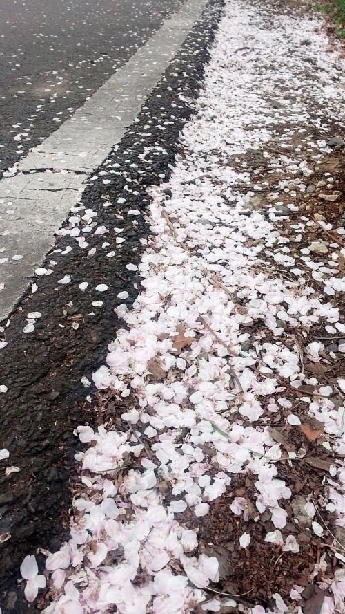 cherry blossom petal fallen petals
