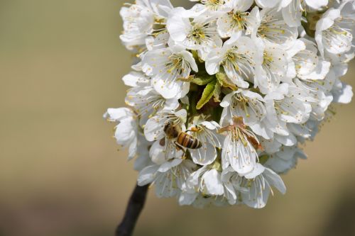 cherry blossom flowers close