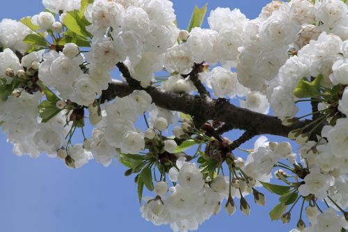cherry blossom blue white