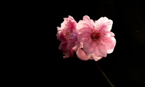 cherry blossom plant the scenery