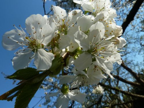 cherry blossom white tree