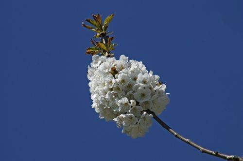 cherry blossom blue spring bloom