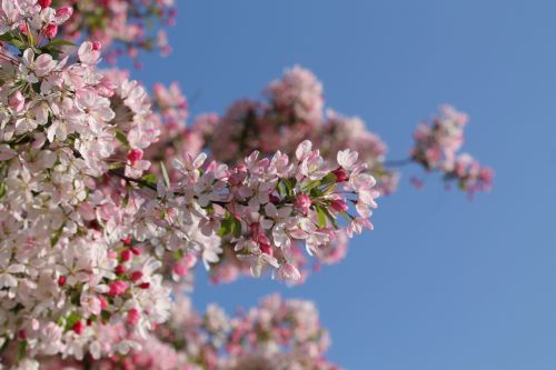 cherry blossom blossom bloom