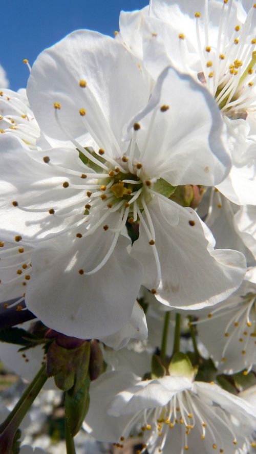 cherry blossom white white blossom