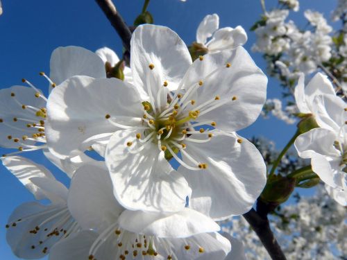 cherry blossom white white blossom