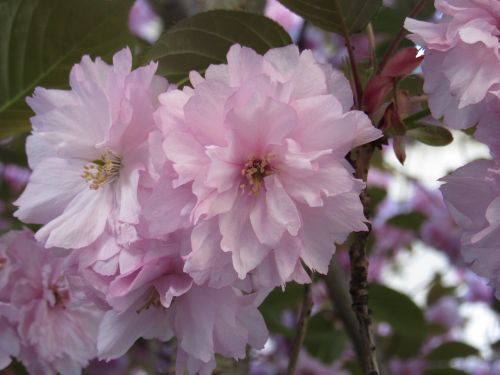cherry blossom pink spring