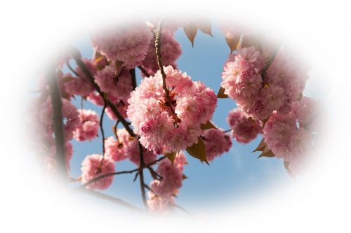 cherry blossom cherry ornamental cherry