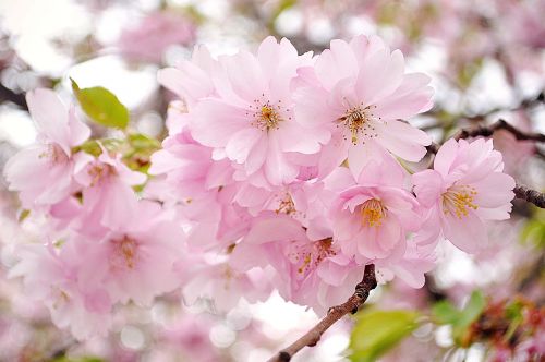 cherry blossom pink flowers