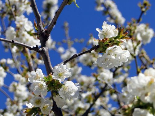 cherry blossom flowers cherry