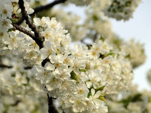 cherry blossom flowers cherry