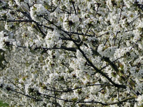 cherry blossom flowers cherry