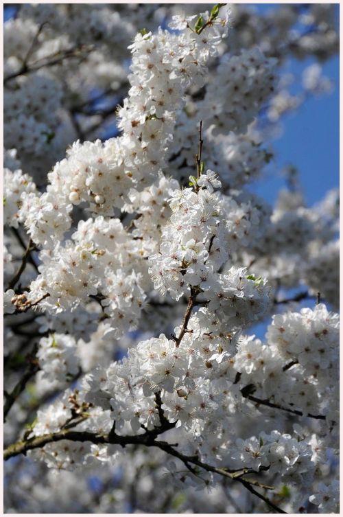 cherry blossom tree malmö