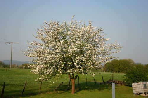 cherry blossom trees nature