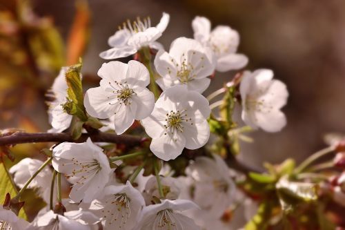 cherry blossom cherry branch