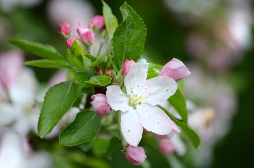 cherry blossom spring nature