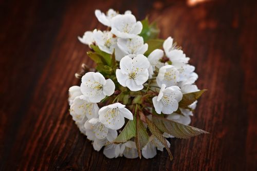 cherry blossom flowers white