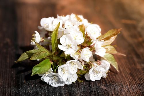 cherry blossom flowers white flowers