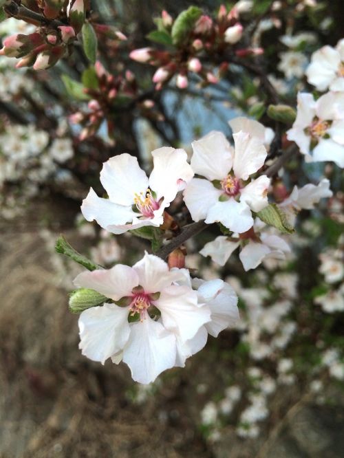 cherry blossom spring flowers spring