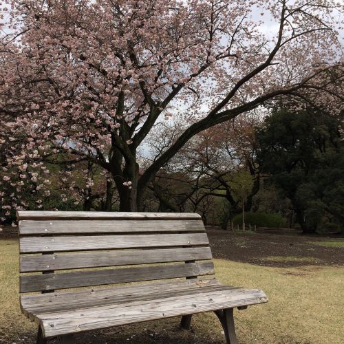 cherry blossom japan garden