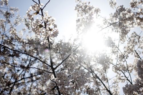 cherry blossom spring flowers