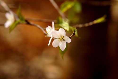 cherry blossom white flower beauty