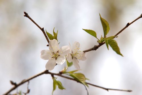 cherry blossom white flower beauty