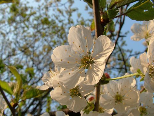 cherry blossom spring cherry