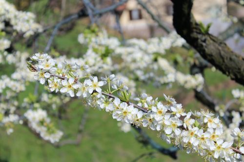 cherry blossom cherry flower