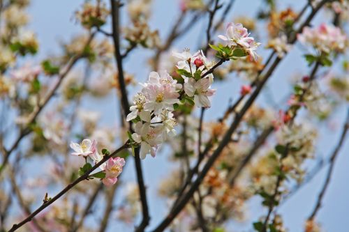 cherry blossom peony march