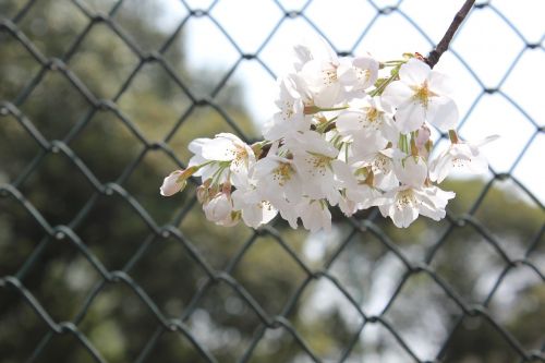 cherry blossom tennis court network bar