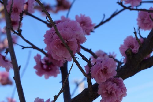 cherry blossom tree spring