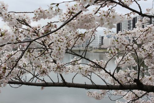 cherry blossom cherry tree