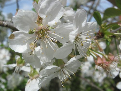 cherry blossom spring blossom