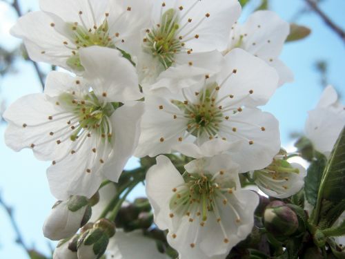 cherry blossom spring blossom