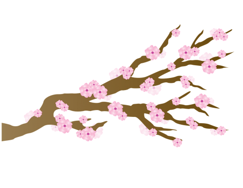 cherry blossom blossoms japanese
