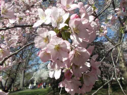 cherry blossom cherry spring