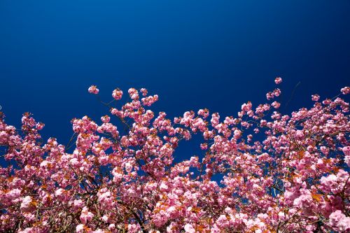 Cherry Blossom And Blue Sky