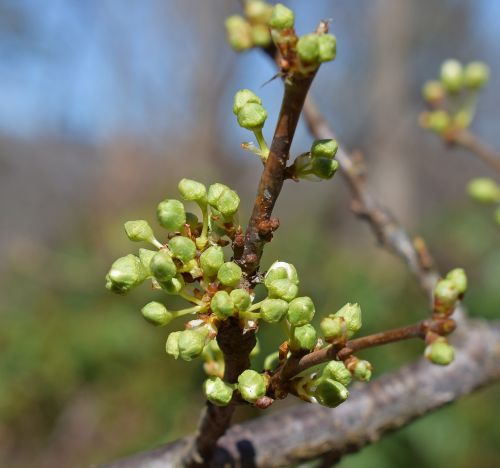 cherry blossom buds showing white about to open