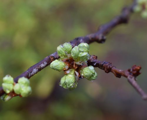 cherry blossom buds with rain raindrops rain bud
