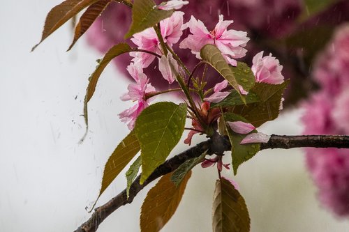 cherry blossom in the rain  cherry blossom  cherry