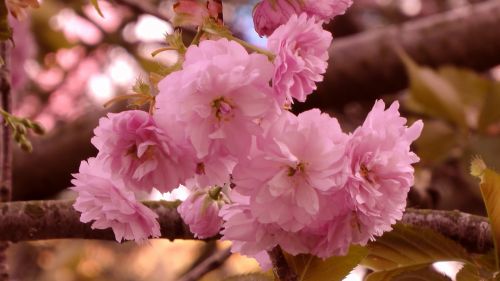 Cherry Blossom Tree Branch