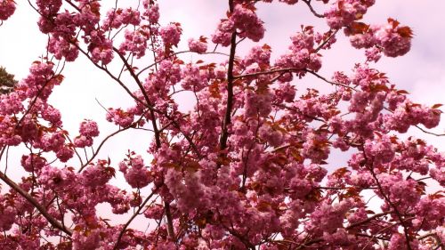 Cherry Blossom Trees