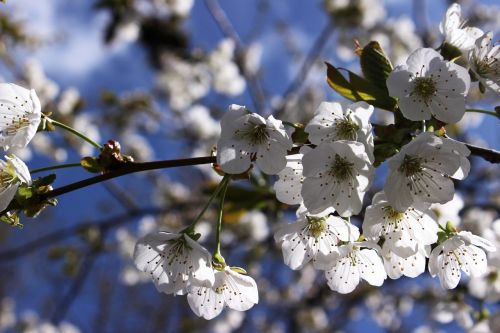 cherry blossoms white flower