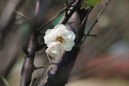 cherry blossoms plant spring